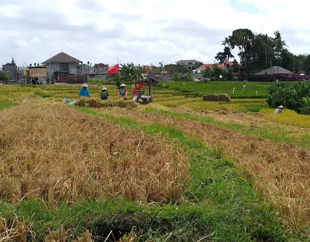 Rice fields and villas in Canggu