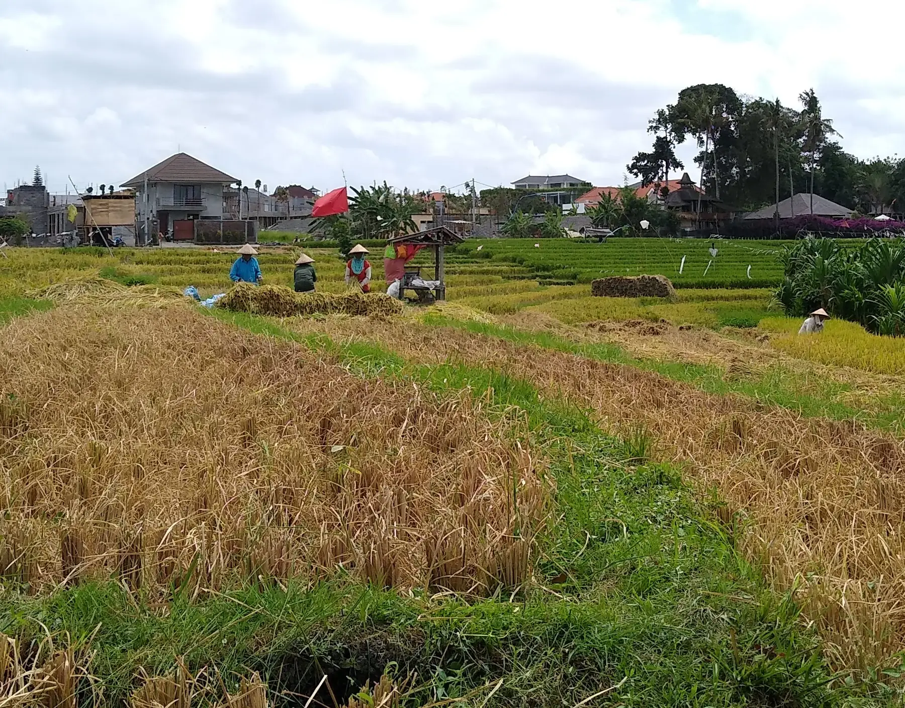 Rice fields and villas in Canggu