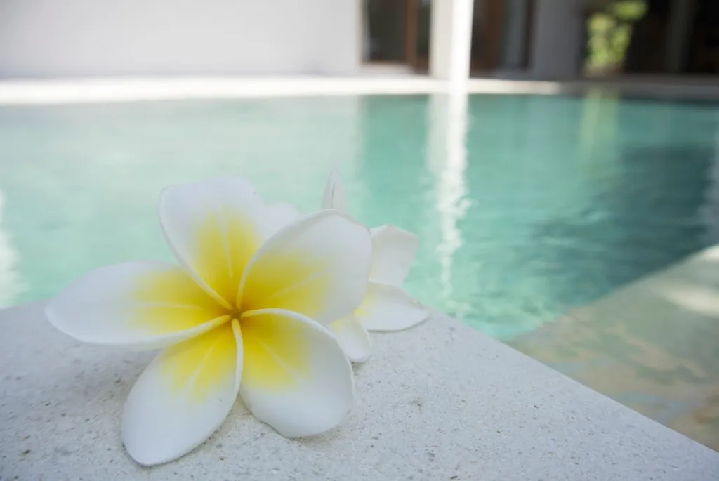 Frangipani flower resting on a pool edge