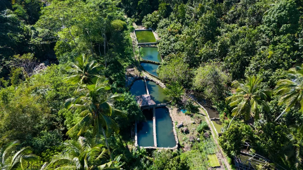 Aerial view of pool villas hidden in the jungle