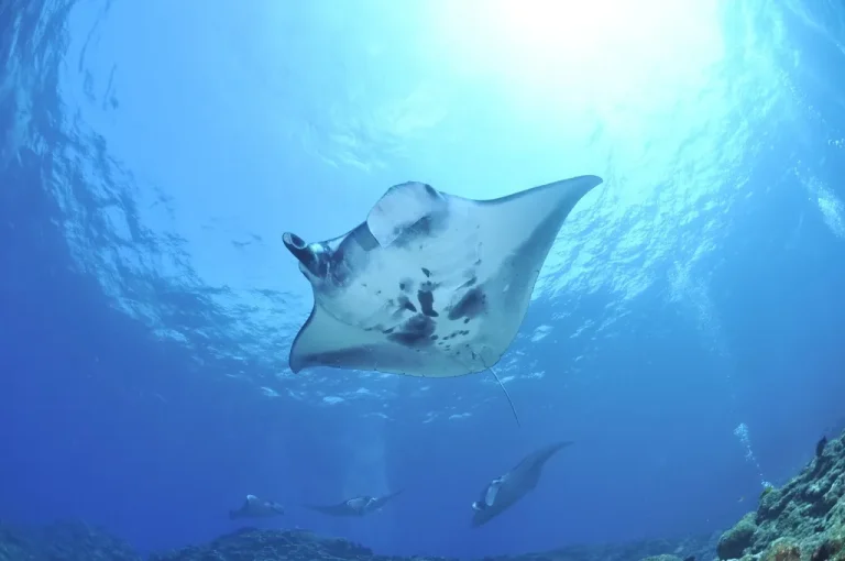 Manta ray gliding overhead in blue water