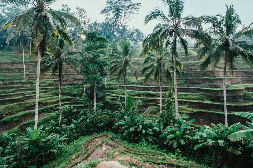 Rice terraces and coconut palms in Bali